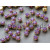 Шатоны ss29 Amethyst Opal/ оправа золото