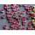 Шатоны ss29 Fuchsia/ оправа золото
